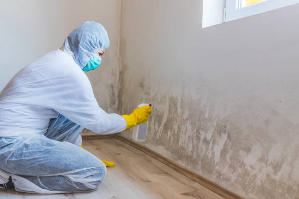 Licensed Mold Remediation service in Burtonsville, MD - WQB Mold Removal